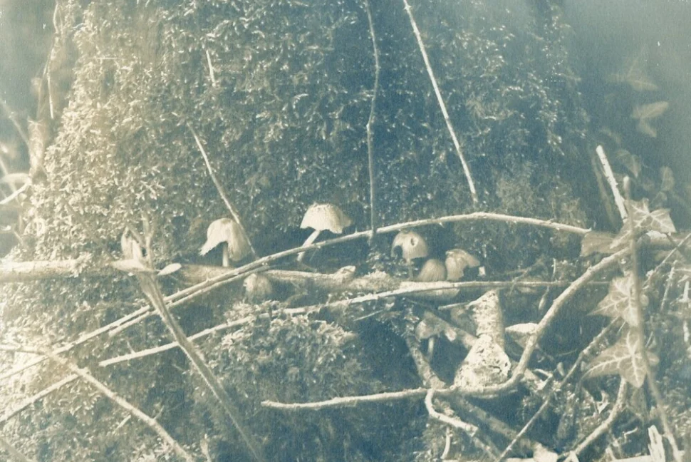 An image that has been exposed by Melanie King, showing a close-up of the base of a tree, covered in foliage, twigs and leaves. The image has a blue and sepia tint, and a foggy, ghost-like overlay.