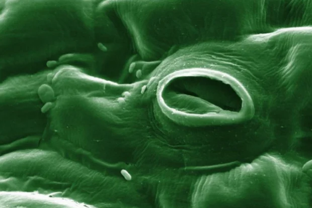 Microscope image of a pore