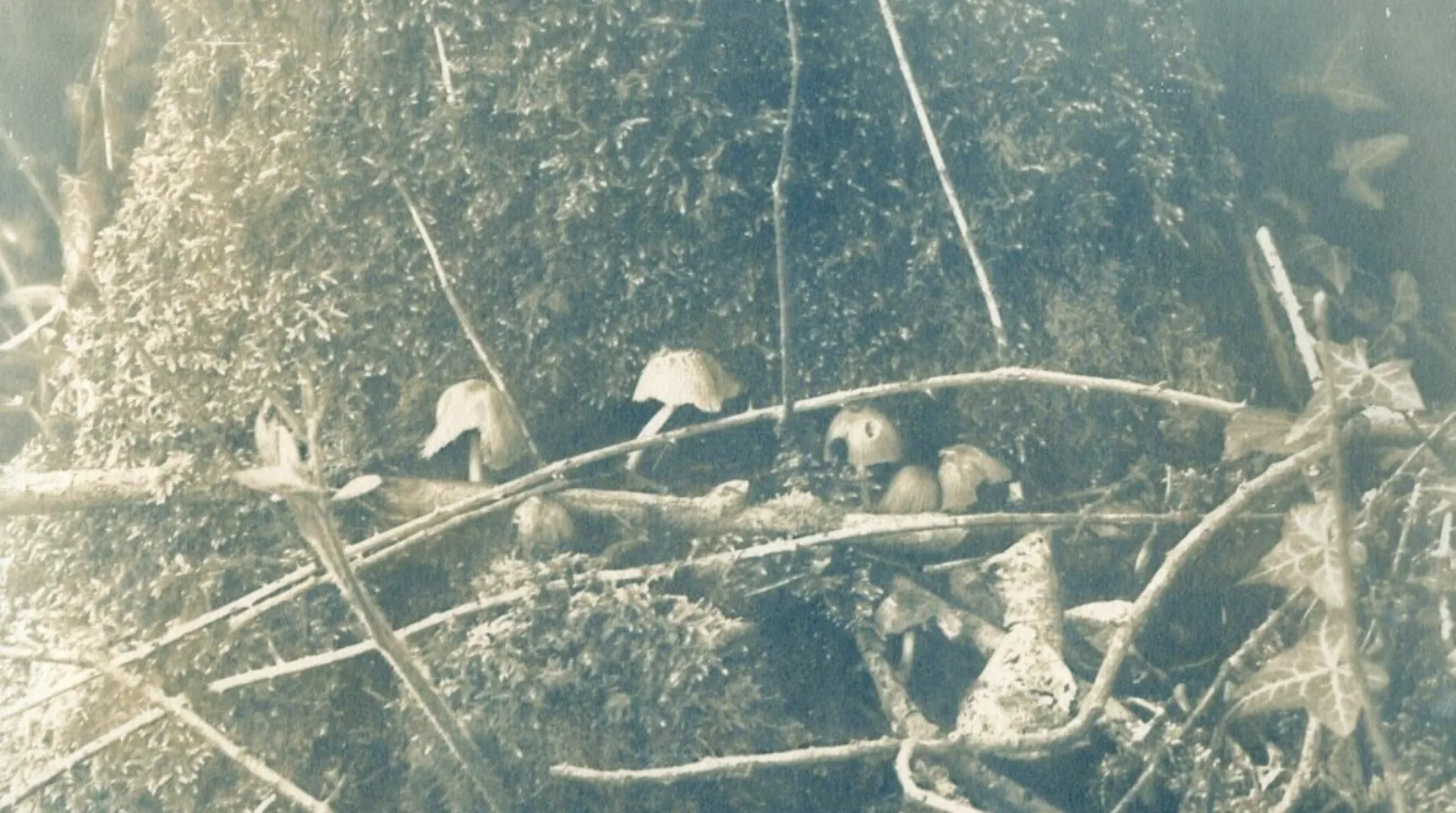 An image that has been exposed by Melanie King, showing a close-up of the base of a tree, covered in foliage, twigs and leaves. The image has a blue and sepia tint, and a foggy, ghost-like overlay.