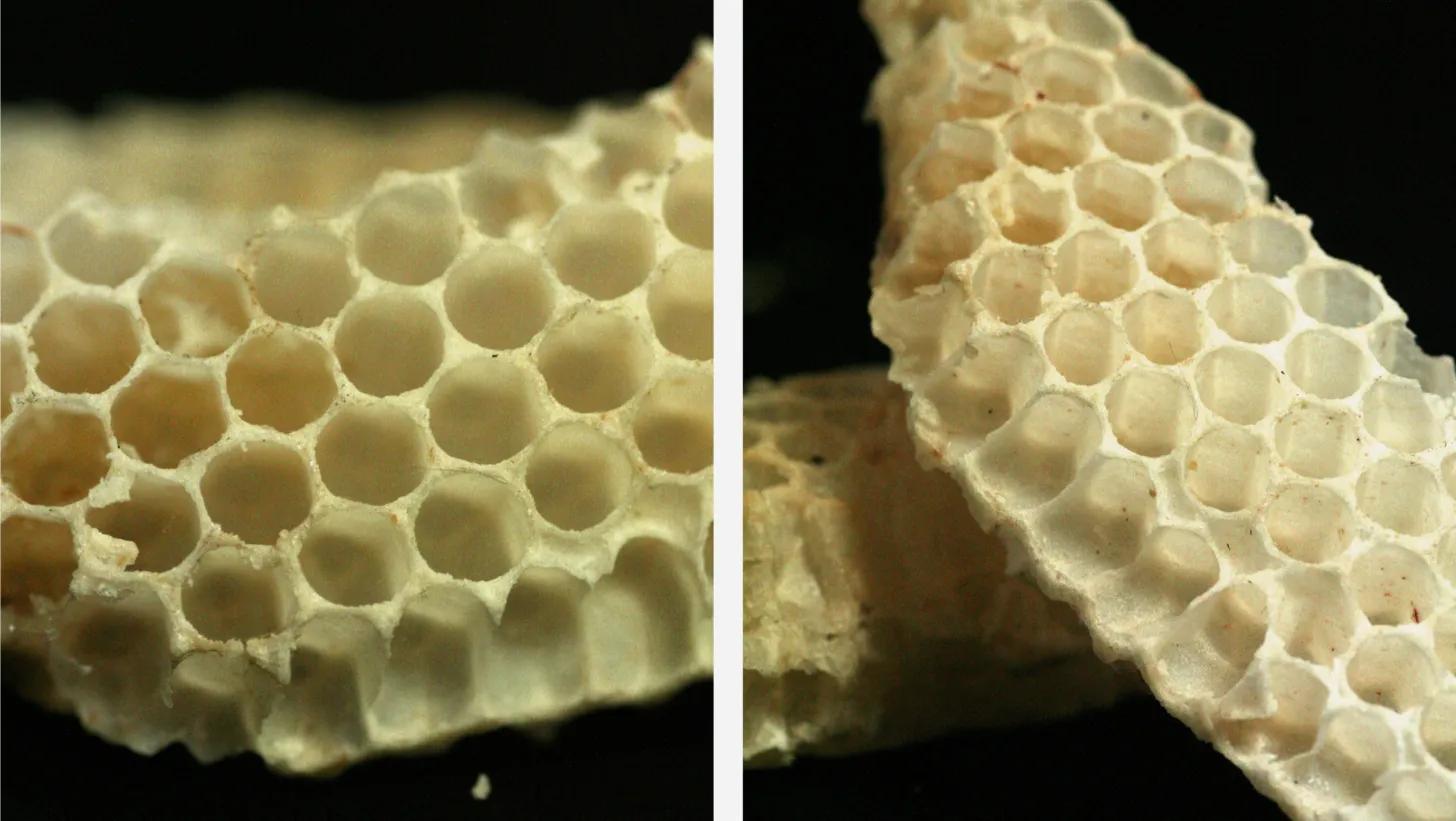 Honeycomb