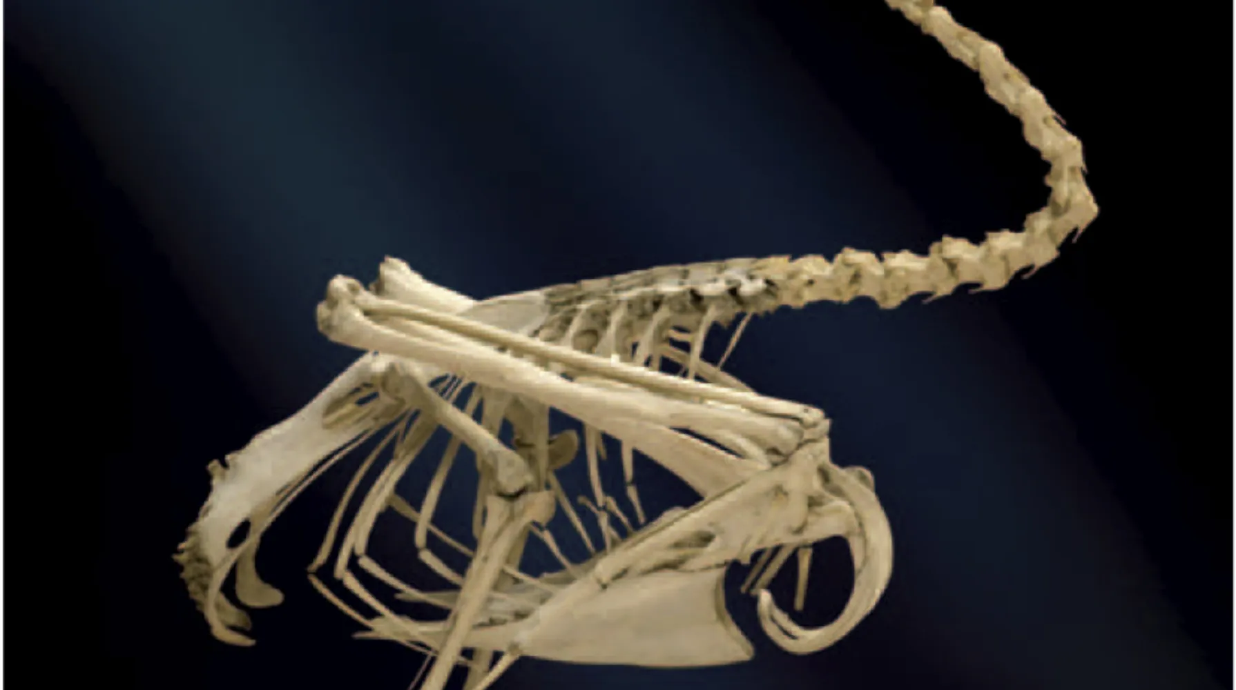 Animal Materials & Architecture - Institute of Making
