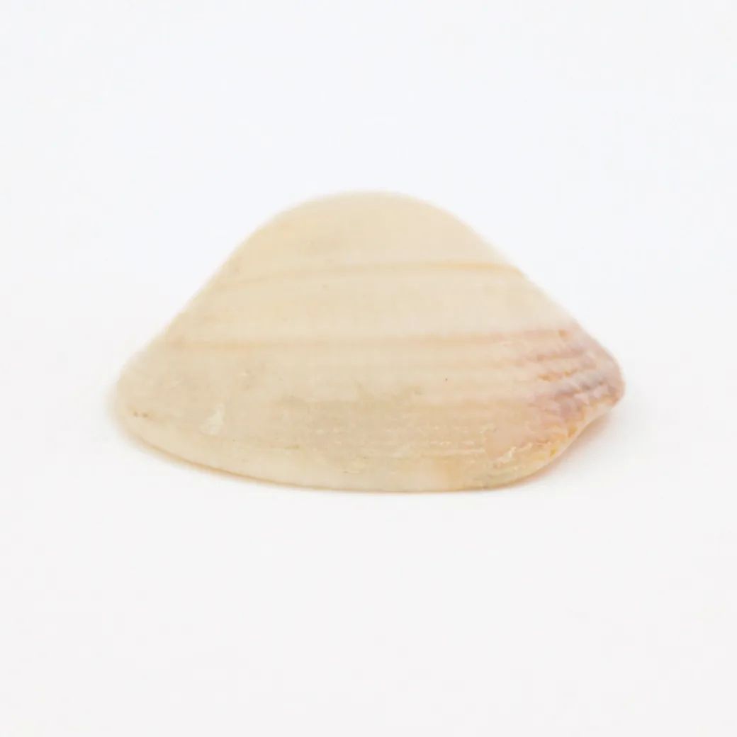 Material Clam Shell Clam Shell - Institute of Making