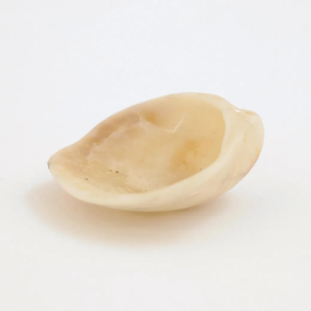 Material Clam Shell Clam Shell - Institute of Making