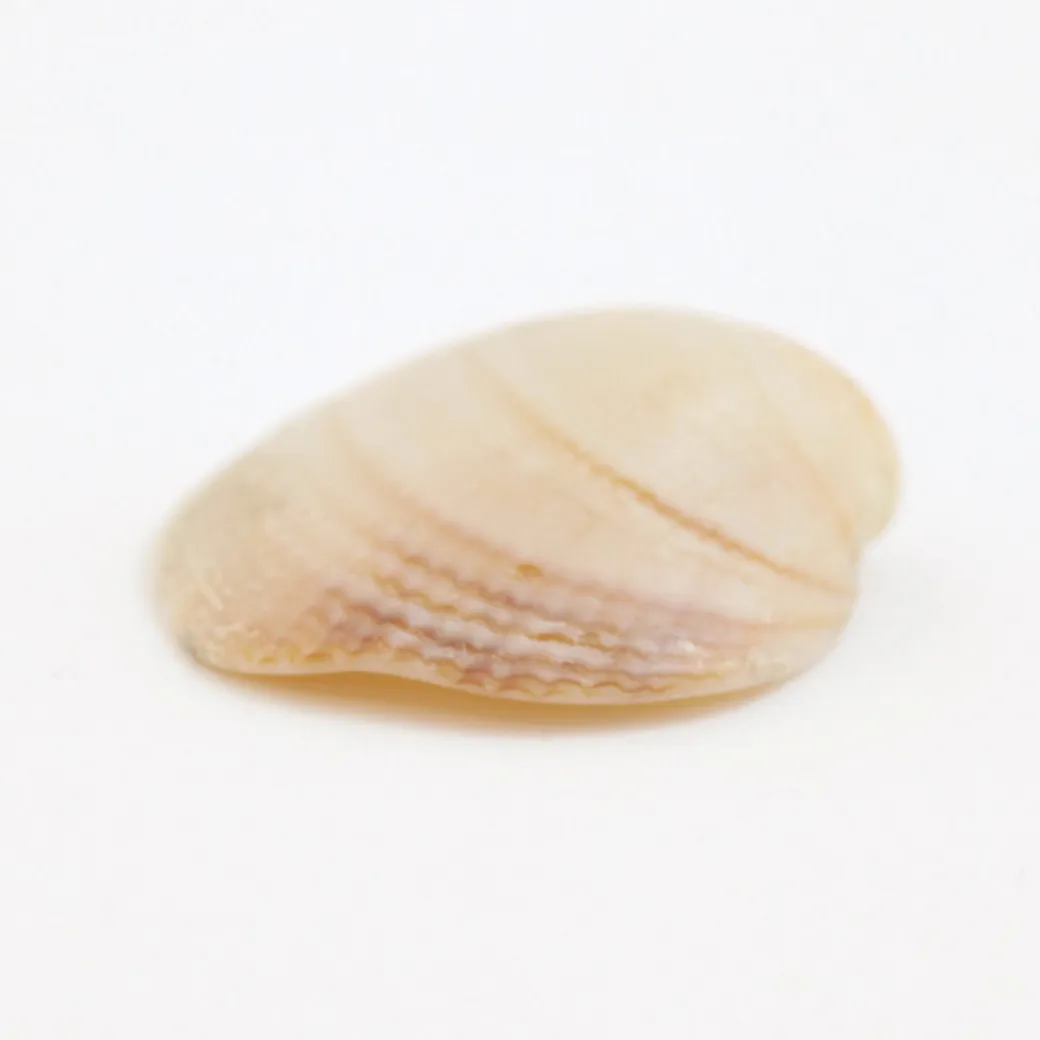 Material Clam Shell Clam Shell - Institute of Making