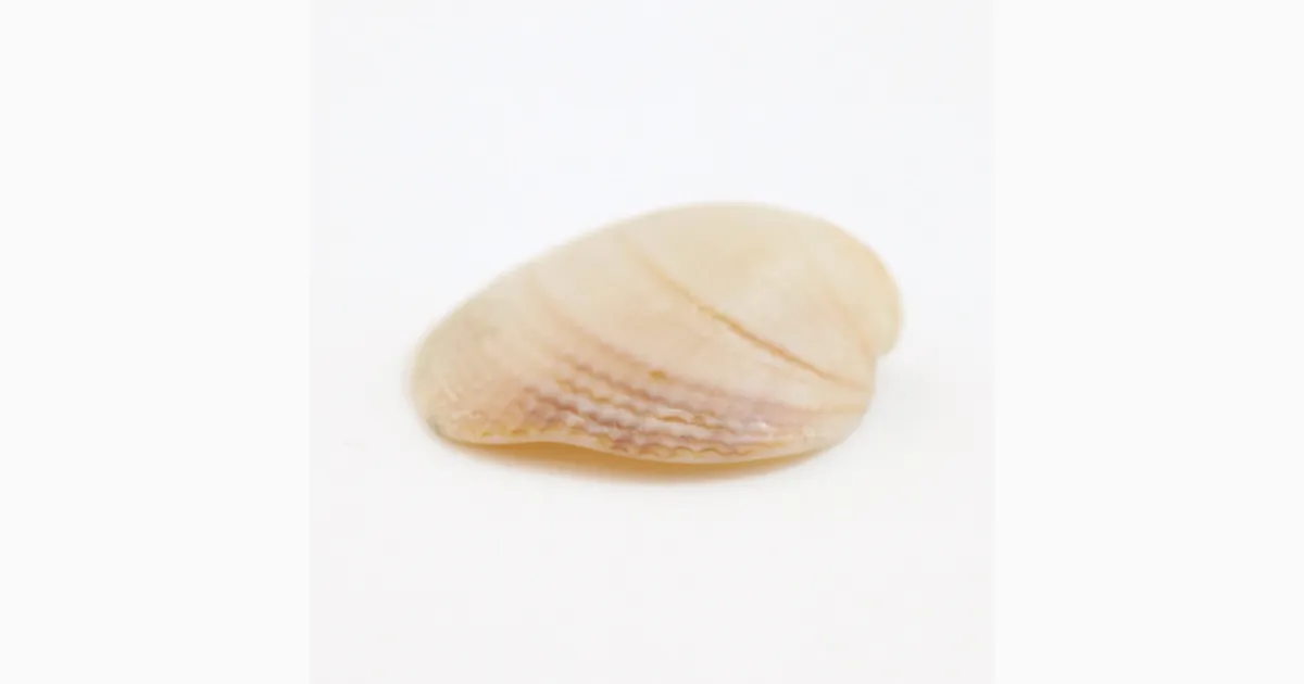 Clam Shell - Institute of Making