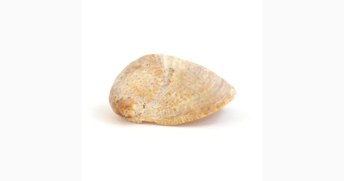 Sc Shaped Shell Mollusc Shell (weirdly shaped) - Institute of Making
