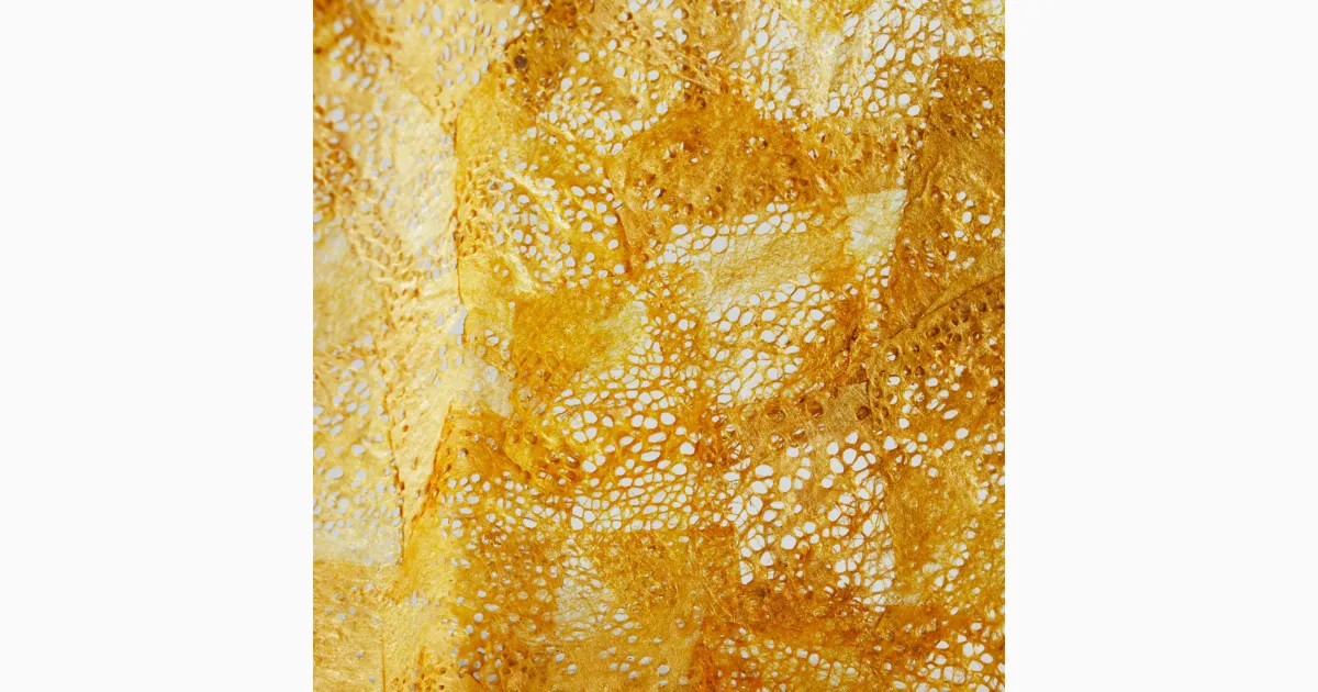 Insect Cocoons - Institute of Making